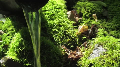 Clean forest spring source a weak calm stream falls from a low height. Stock Footage 155994676