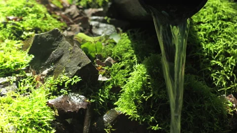 Clean forest spring source a weak calm stream falls from a low height. Video stock 155994999