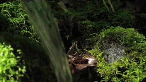 Clean forest spring source a weak calm stream falls from a low height. Stock Footage 155995204