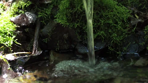 Clean forest spring source a weak calm stream falls from a low height. 動画素材 155995709