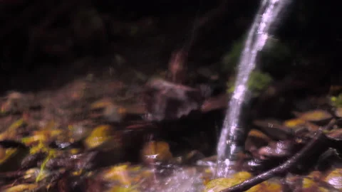 Clean forest spring. a weak calm stream falls from a low height Stock Footage 154366113