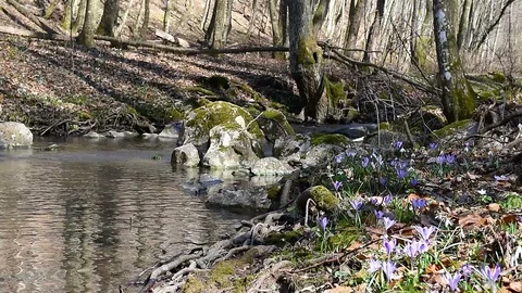 Clean forest stream 動画素材 126395265