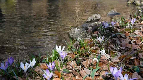 Clean forest stream 動画素材 126395424