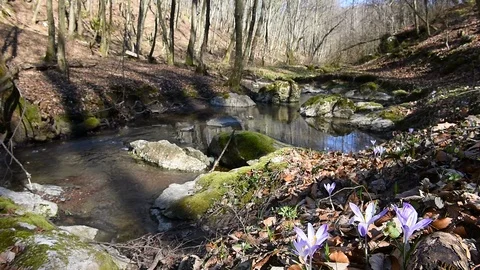 Clean forest stream 動画素材 126395661