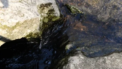 Clean forest stream 動画素材 126395725