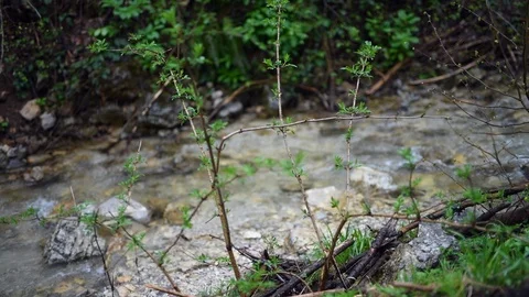 Clean forest water Stock Footage 90739410