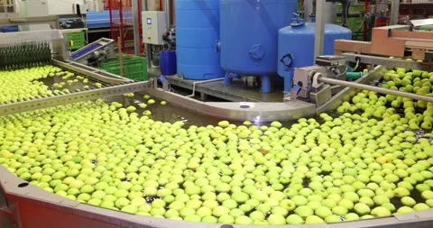 Clean Fresh Apples in Fruit Packing Warehouse Stock Footage 255314837