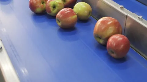 Clean fresh apples moving on conveyor sorting Stock Footage 279996649