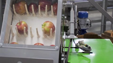 Clean fresh apples moving on conveyor sorting Stock Footage 279996702
