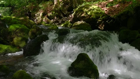 Clean fresh water flows between rocks covered with moss in a pristine forest Stock Footage 255271216
