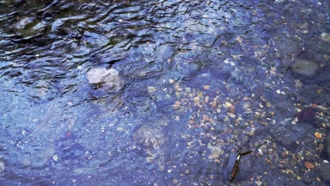 Clean fresh water in forest mountain river. Stock Footage 145806580