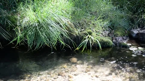 Clean fresh water of a forest stream. Stock Footage 48946696