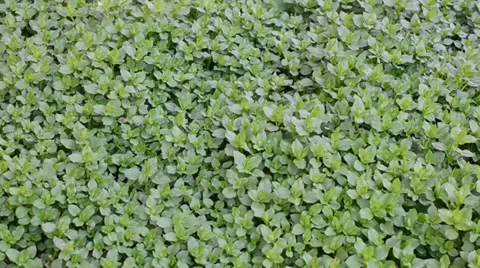 Clean green grass by an early spring Stock Footage 36696025