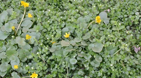 A clean green grass is by an early spring with yellow flowers Video stock 36696151