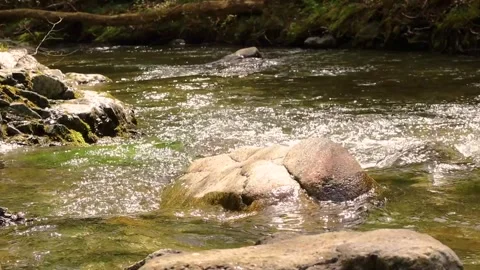 Clean green mountain river downstream on sunny day Stock Footage 247435117