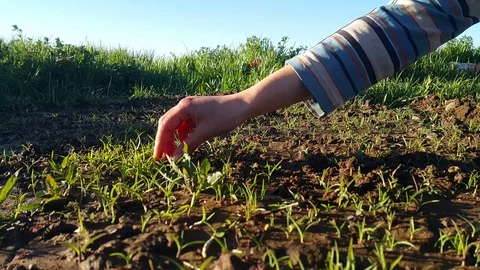 Clean the greens Stock Footage 108796091