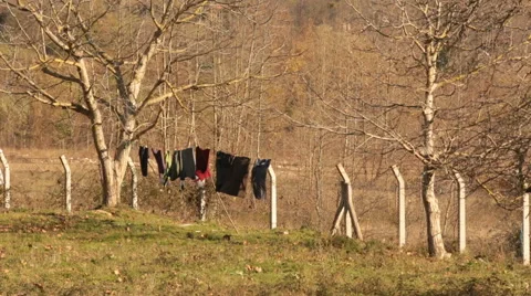 Clean laundry hanging between the trees to dry Stock Footage 58498969