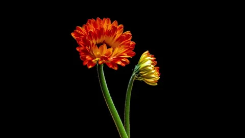 Clean minimal composition of gerbera flowers blooming against a black Stock Footage 335713632