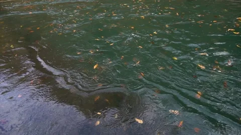 Clean mountain river in the autumn forest. Stock Footage 134587411