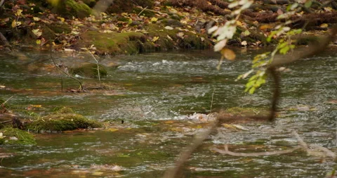 Clean mountain river Stock Footage 216708019