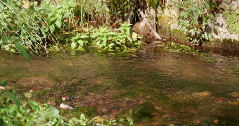 Clean, Mountain River 스톡 동영상 231850843