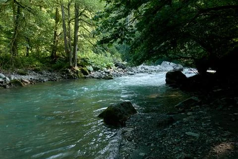 Clean mountain river surrounded by forest. Stock Photos