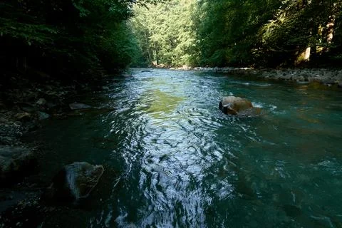 Clean mountain river surrounded by forest. Stock Photos