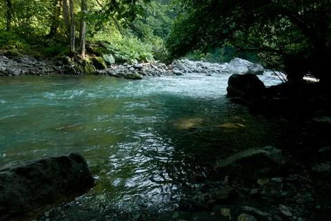 Clean mountain river surrounded by forest. Stock Photos