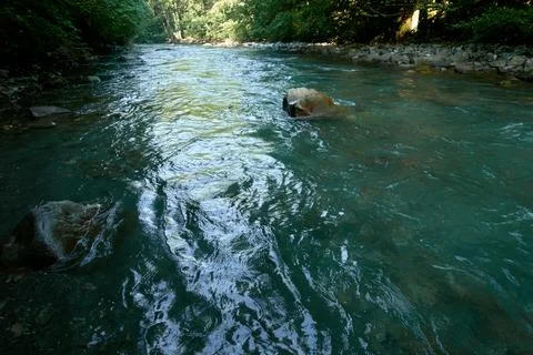 Clean mountain river surrounded by forest. Foto stock