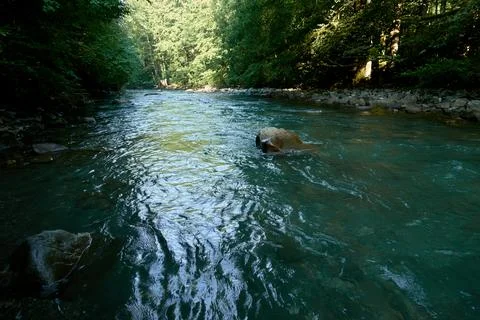 Clean mountain river surrounded by forest. Foto stock
