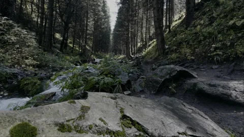 Clean mountain stream flowing through lush forest Stock Footage 294054186