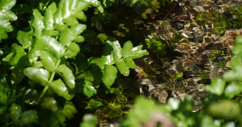 Clean mountain stream 스톡 동영상 231864634