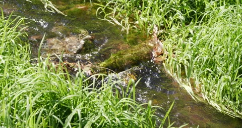 Clean Mountain Stream, Summer, close up 스톡 동영상 231801918