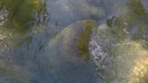 Clean mountain water runs down small mountain river over rocks and boulders Stock Footage 99673980