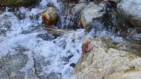 Clean natural environment Stock Footage 264635179