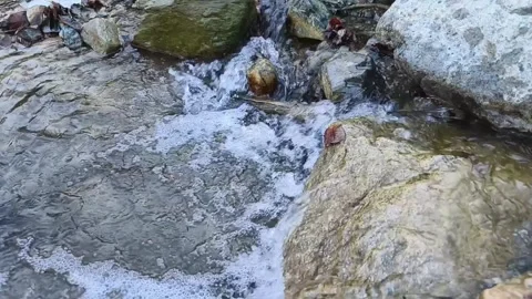 Clean natural environment Stock Footage 264635189