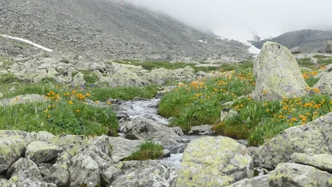 Clean, natural water in a mountain stream Stock-Footage 112643480