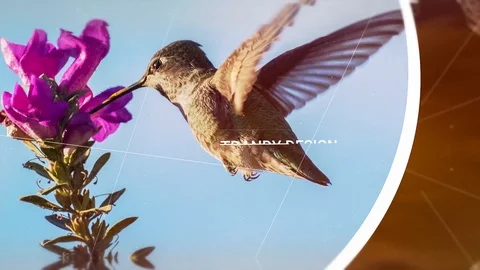 Clean Parallax Slideshow Modèle After Effects