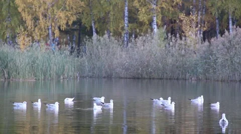 Clean pond floating flock of seagulls Stock Footage 55227726