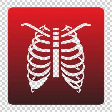 Clean, professional ribcage vector graphic. Stock Illustration
