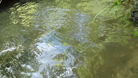 Clean Pure Spring Water By Stream Stock Footage 106675231