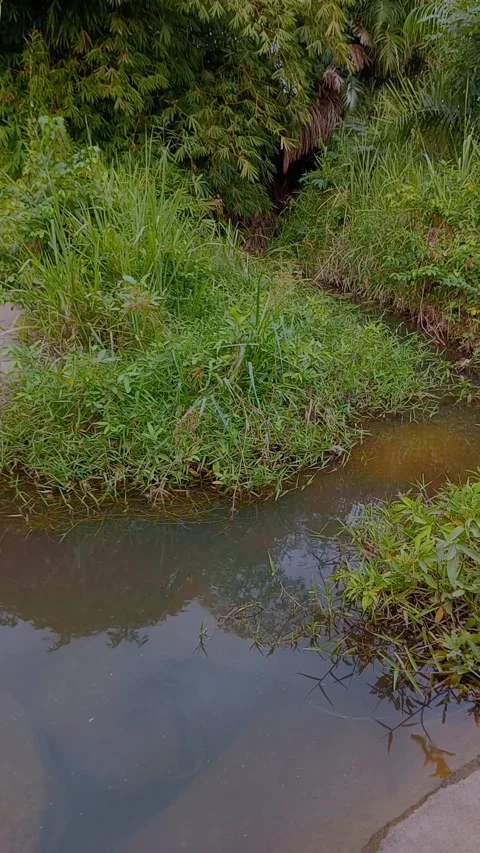 Clean River flowing in between green long grass. Stock Footage 314084825