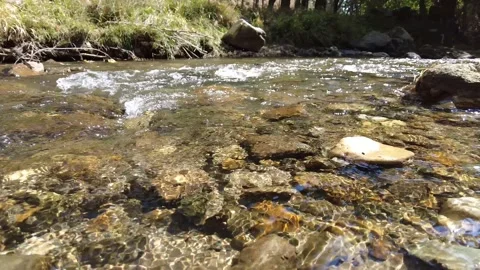 Clean river flowing through the trees 4K Stock Footage 162233286