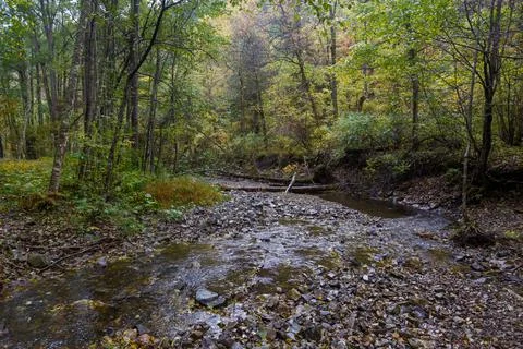 A clean river flows through a dense reserved autumn forest. Stock Photos