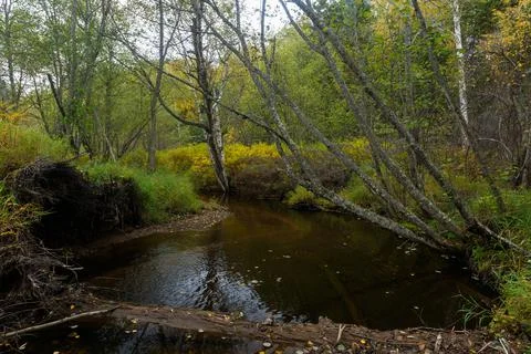 A clean river flows through a dense reserved autumn forest. Stock Photos