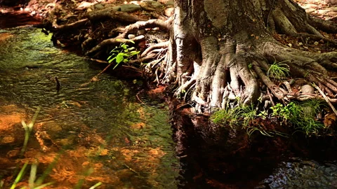 Clean river flows by tree roots. | Stock Video | Pond5
