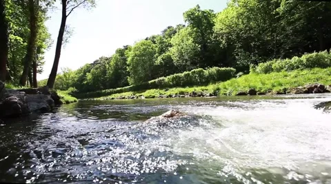 Clean river in forest, stream in green forest,natural water background Stock Footage 49835538