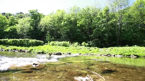 Clean river in forest, stream in green forest,natural water background, Stock Footage 49835705