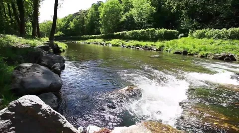Clean river in forest, stream in green forest,natural water background, Stock Footage 49836152