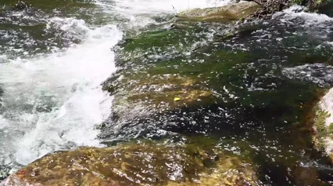 Clean river in forest, stream in green forest,natural water background, Video stock 49837797